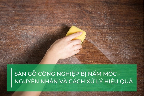 Sàn gỗ công nghiệp bị nấm mốc: Nguyên nhân và cách xử lý hiệu quả