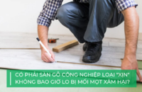 Lầm tưởng về sàn gỗ công nghiệp: Có thể chống mối tuyệt đối?