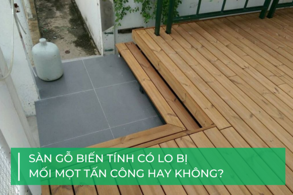 Sàn gỗ biến tính có bị mối mọt không?