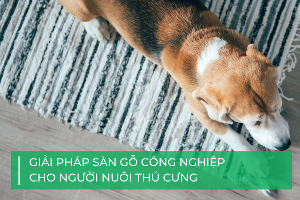 Giải pháp sàn gỗ công nghiệp cho người nuôi thú cưng