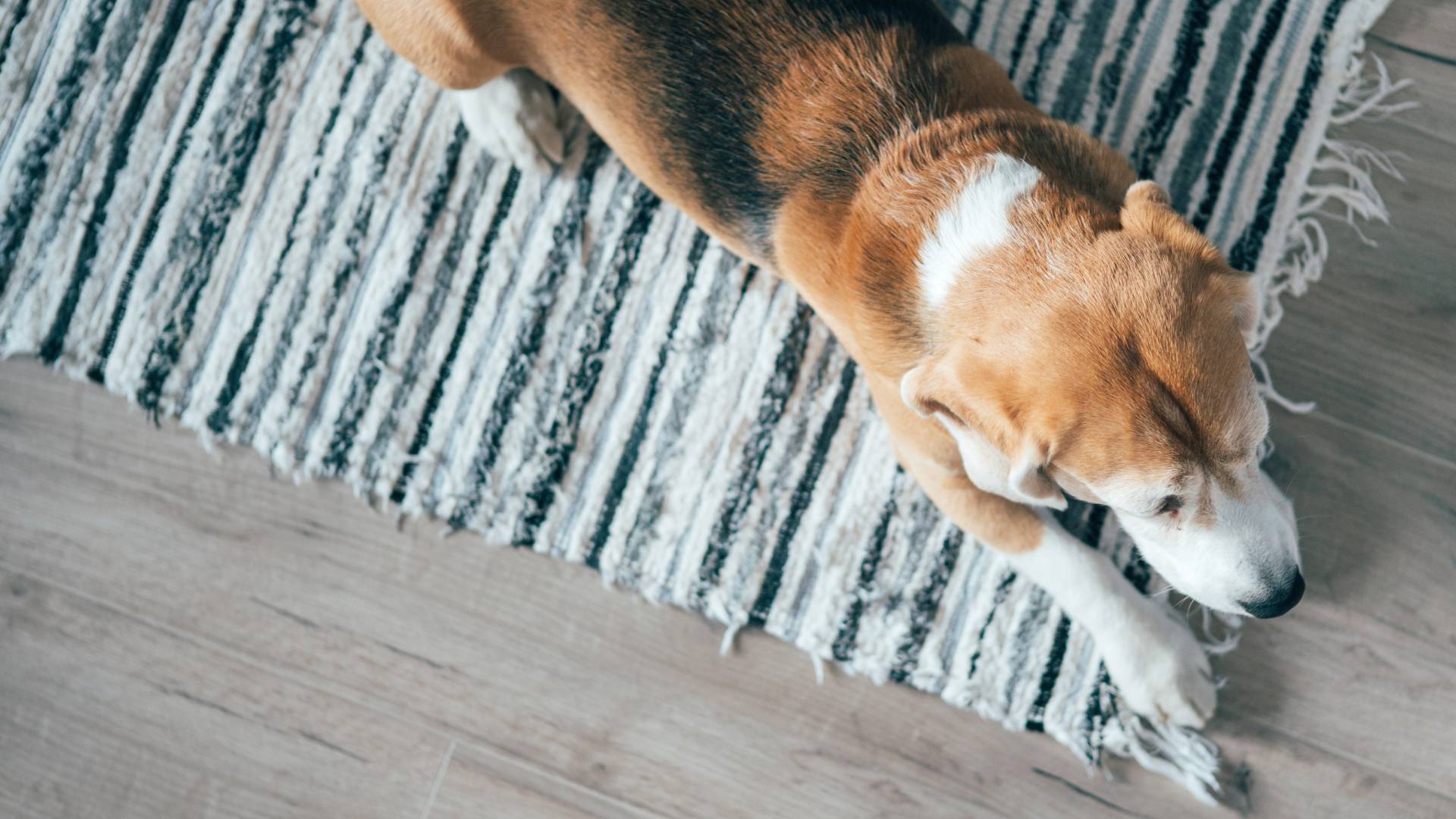 Giải pháp sàn gỗ công nghiệp cho người nuôi thú cưng 2