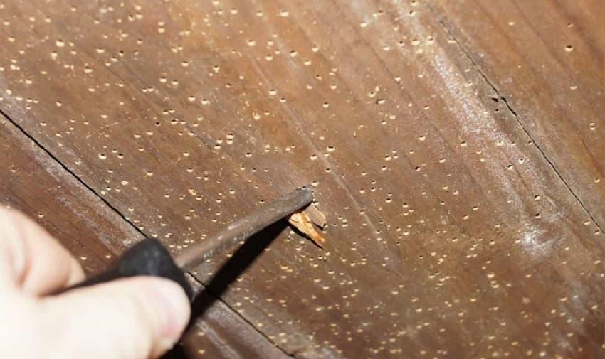 thực hư chuyện sàn gỗ công nghiệp bị mối mọt 1